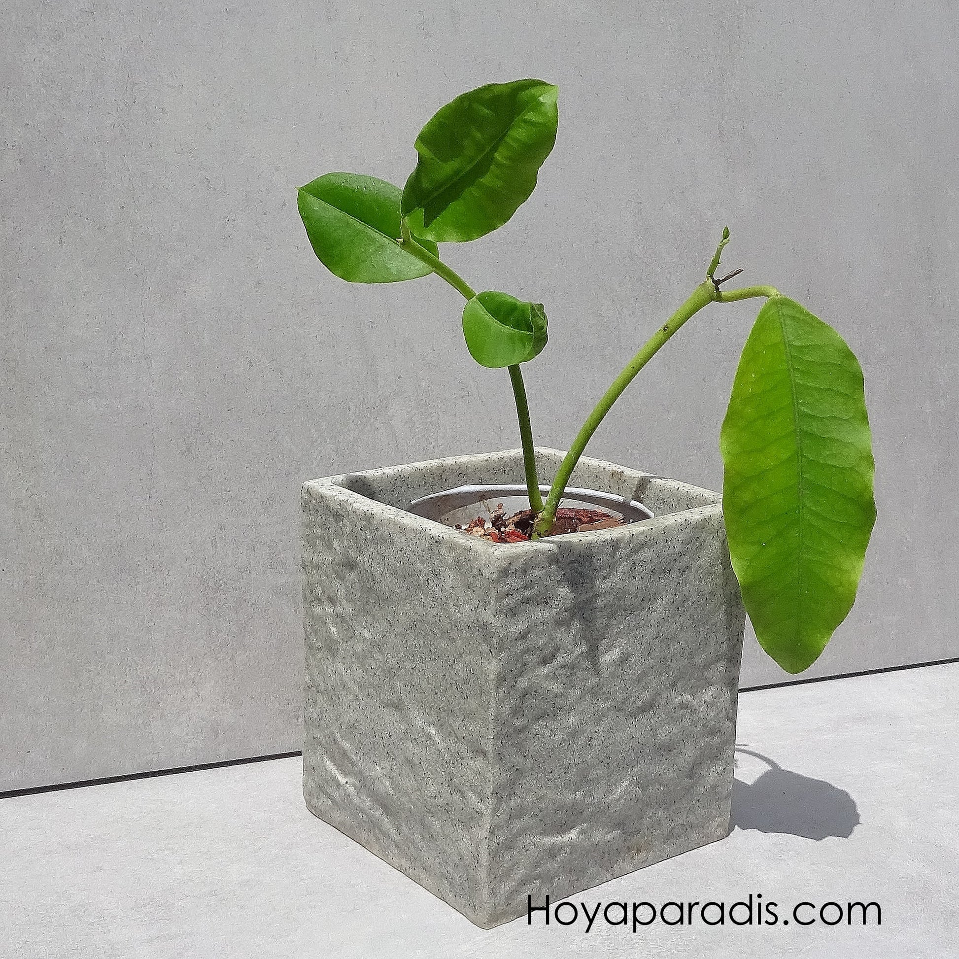Bouture Hoya imperialis cv Step In Lodge Hoyaparadis.com Guadeloupe