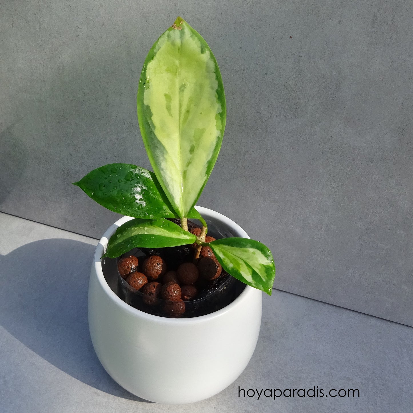 Bouture Hoya incrassata variegata hoyaparadis.com Guadeloupe
