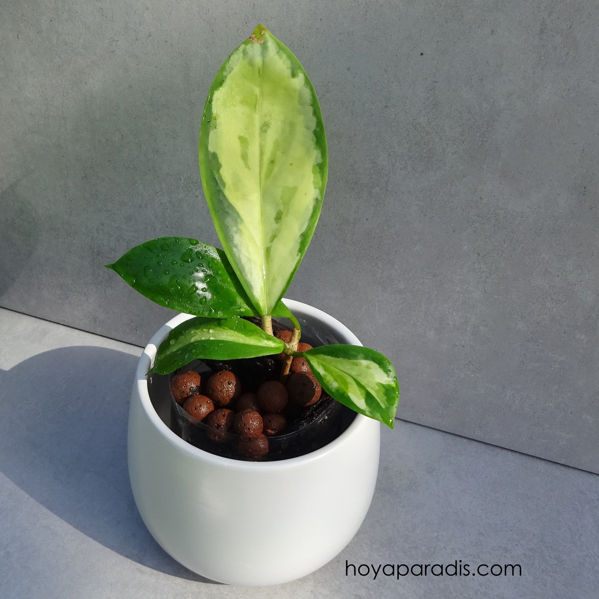 Bouture Hoya incrassata variegata hoyaparadis.com Guadeloupe