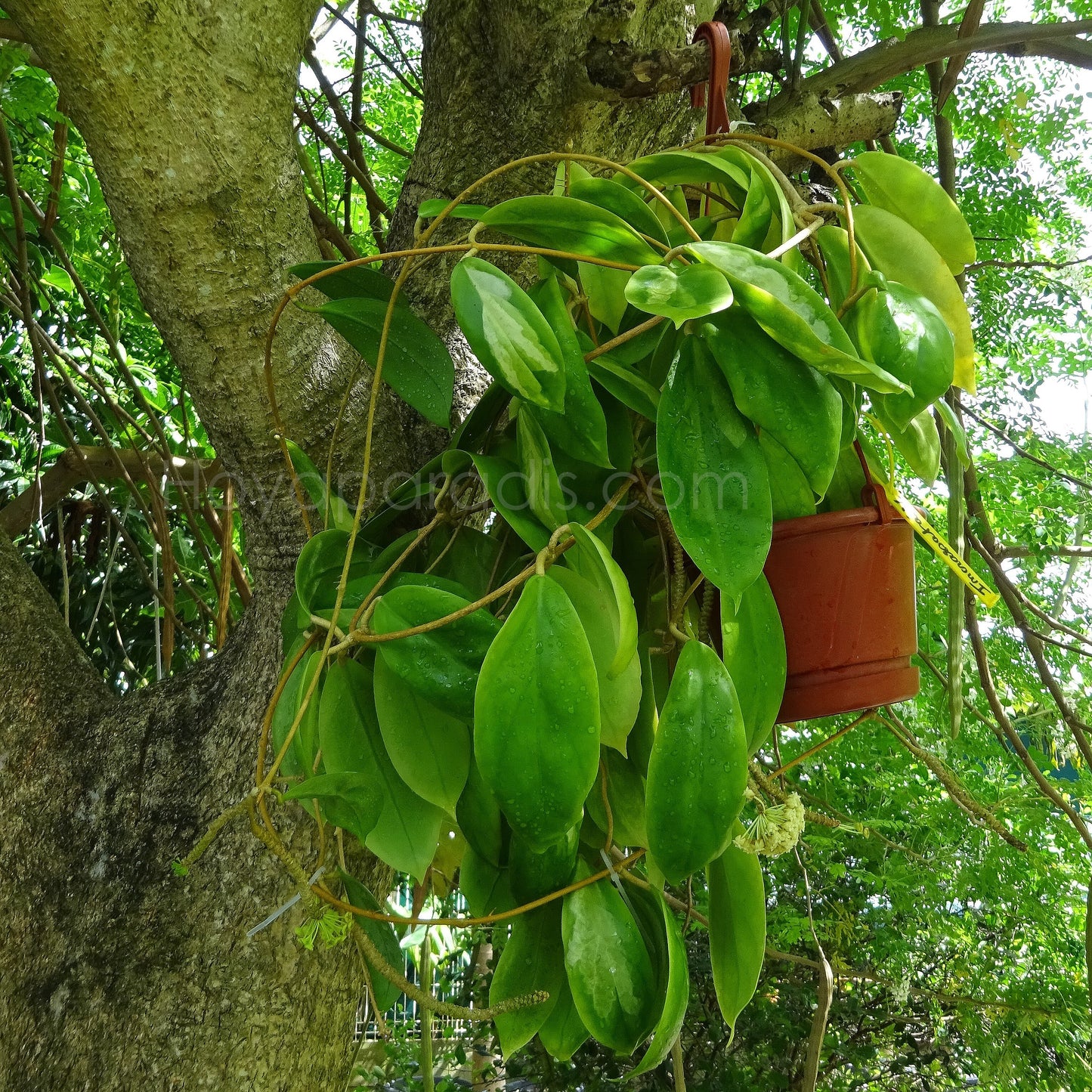 Plante Hoya incrassata variegata Hoyaparadis.com Guadeloupe
