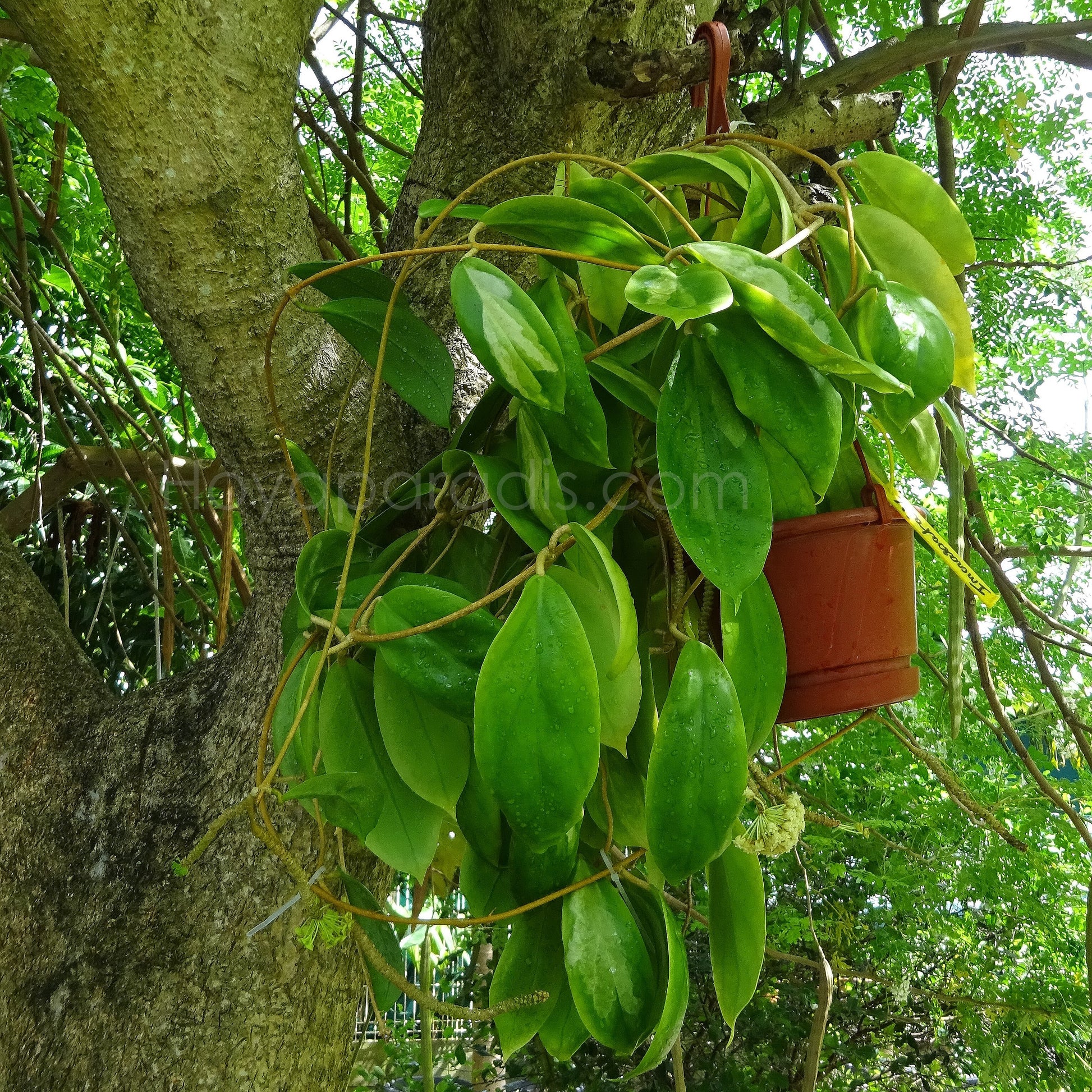 Plante Hoya incrassata variegata Hoyaparadis.com Guadeloupe