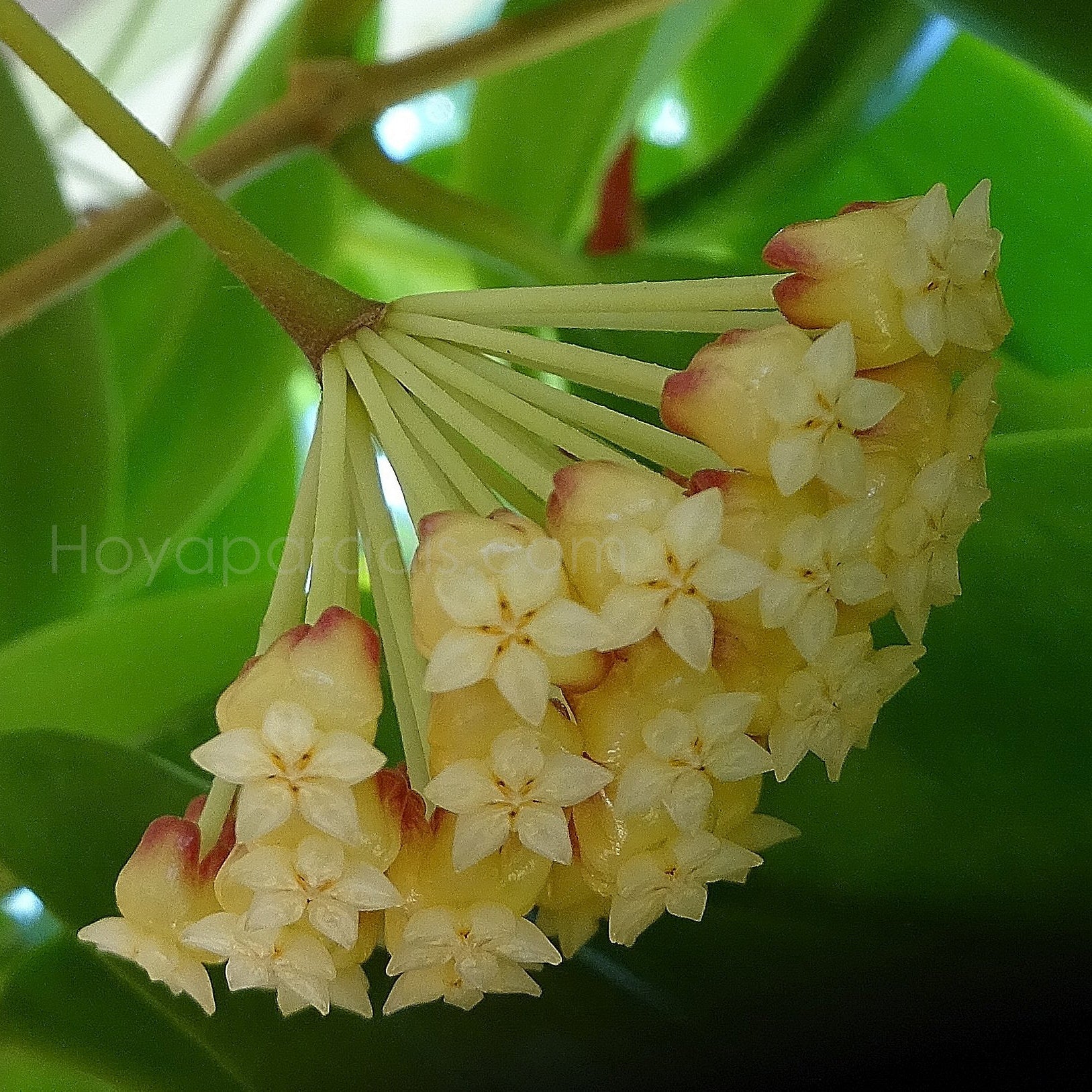 Fleur Hoya incrassata variegata Hoyaparadis.com Guadeloupe
