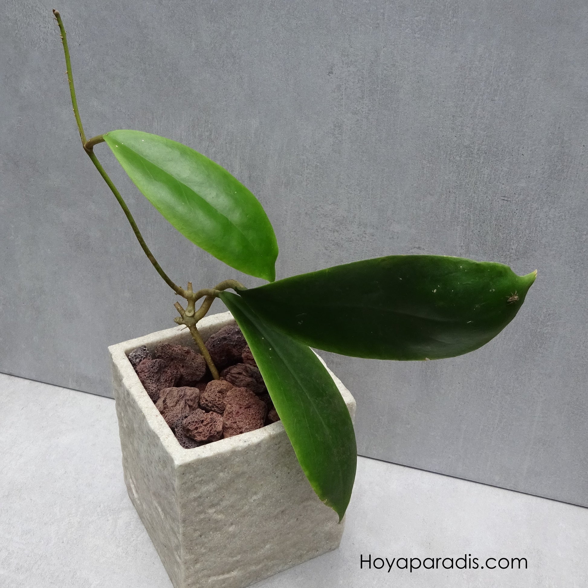 Bouture Hoya incrassata variegata Hoyaparadis.com Guadeloupe