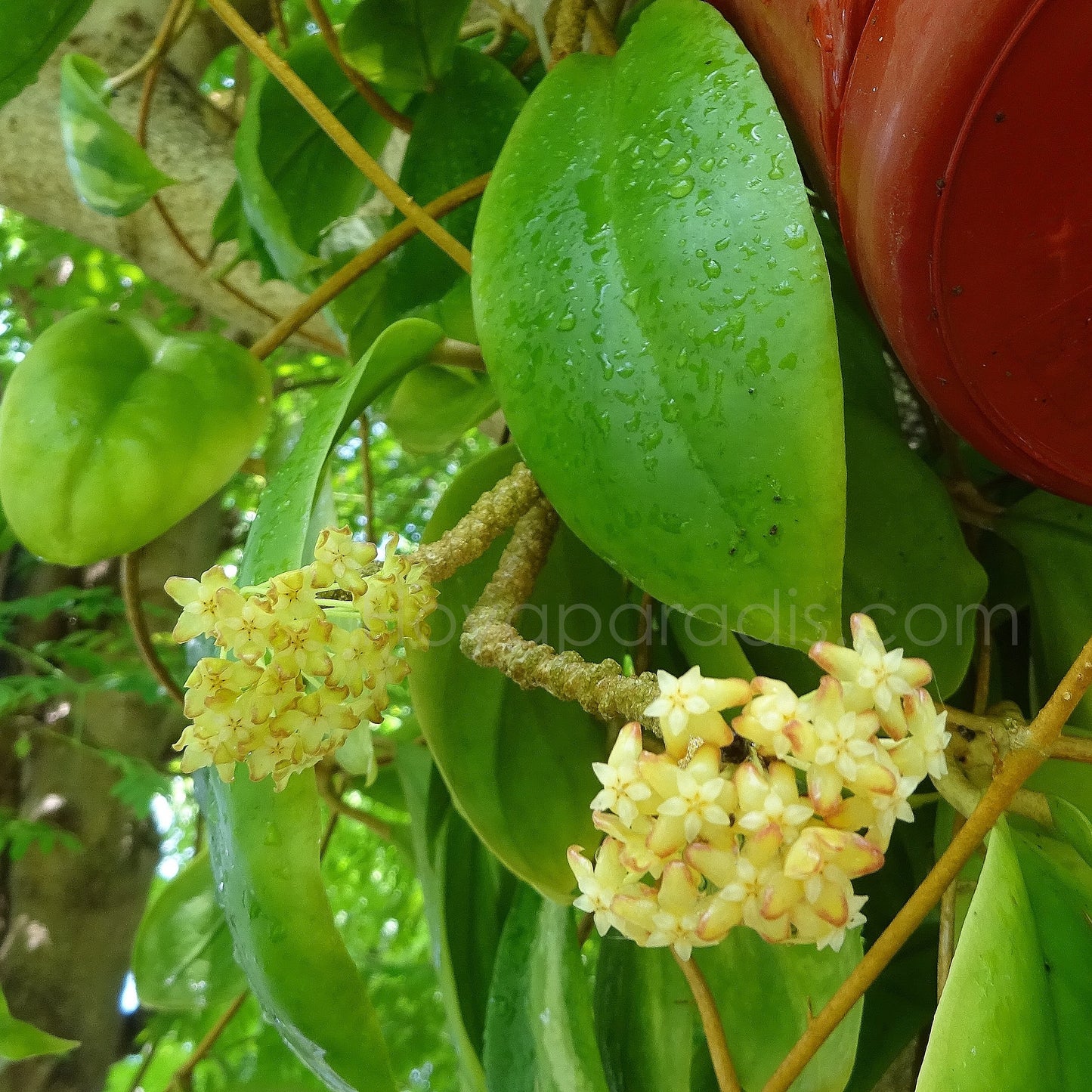 Fleur Hoya incrassata variegata Hoyaparadis.com Guadeloupe