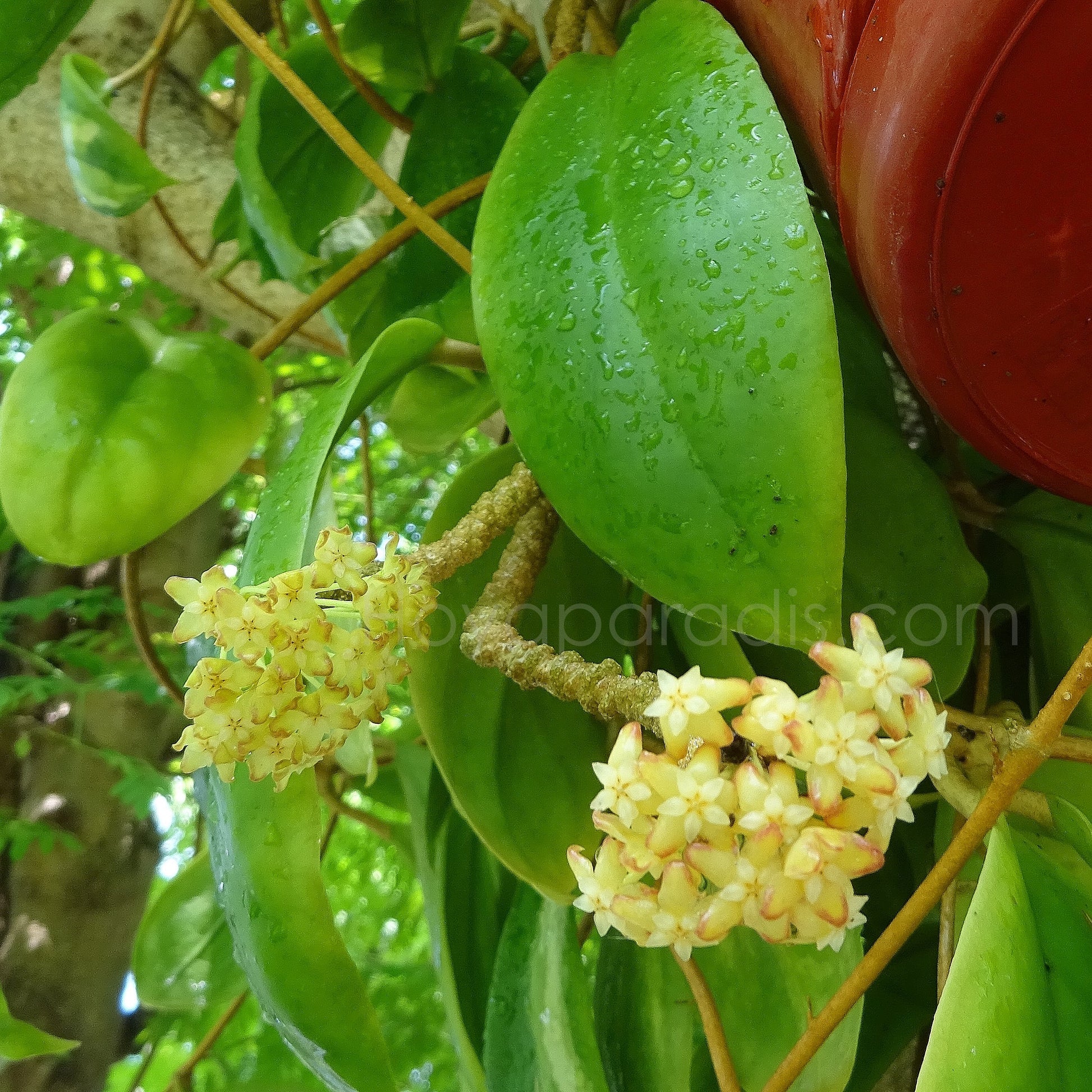 Fleur Hoya incrassata variegata Hoyaparadis.com Guadeloupe