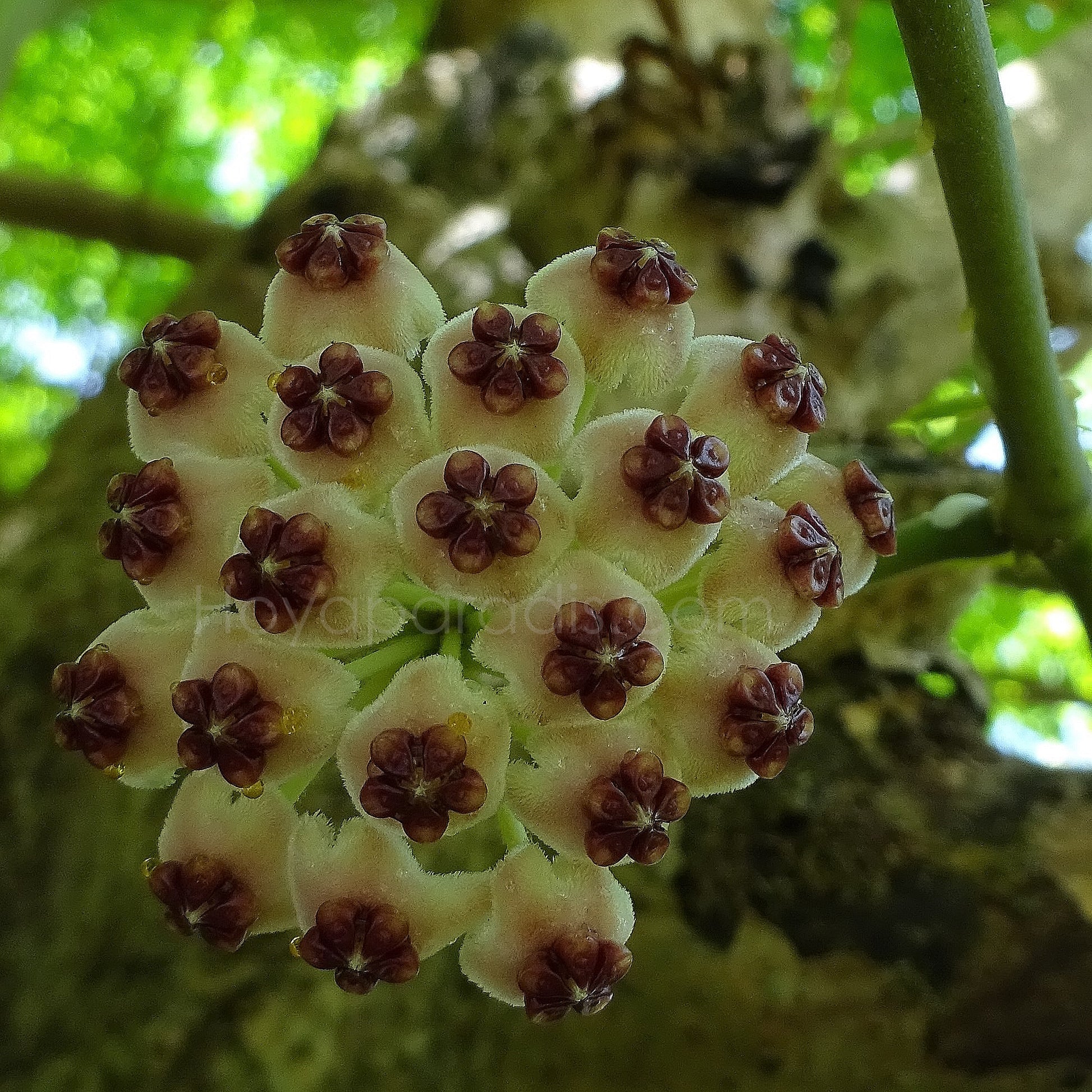 Fleur Hoya kerrii albomarginata Hoyaparadis.com Guadeloupe
