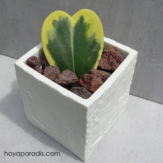 Bouture Hoya kerrii albomarginata hoyaparadis.com Guadeloupe