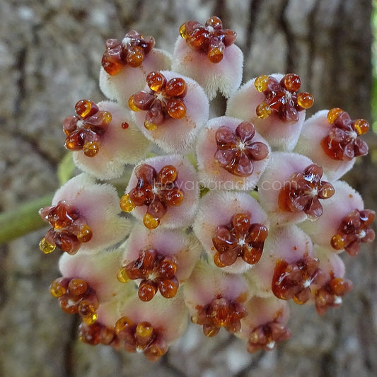 Fleur Hoya kerrii Hoyaparadis.com Guadeloupe