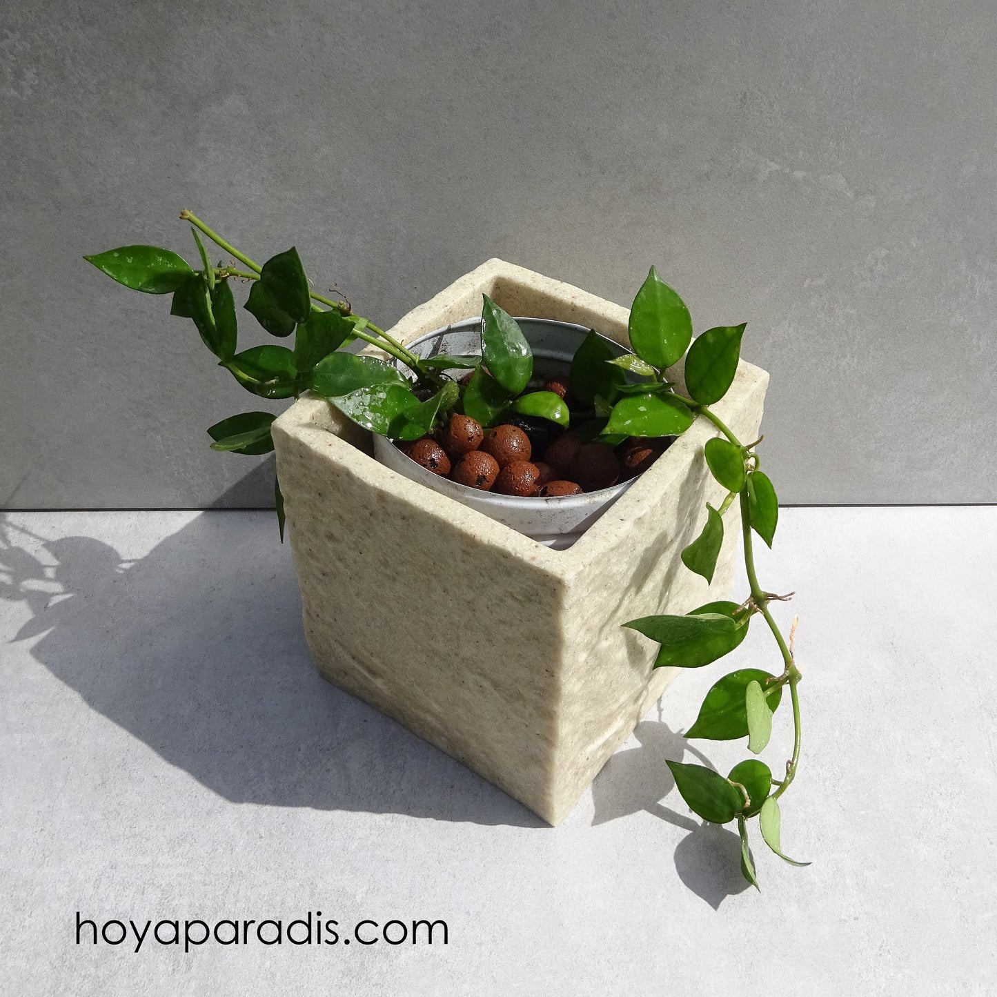 Bouture Hoya krohniana, plante tropicale exotique proposée par Hoya Paradis en Guadeloupe