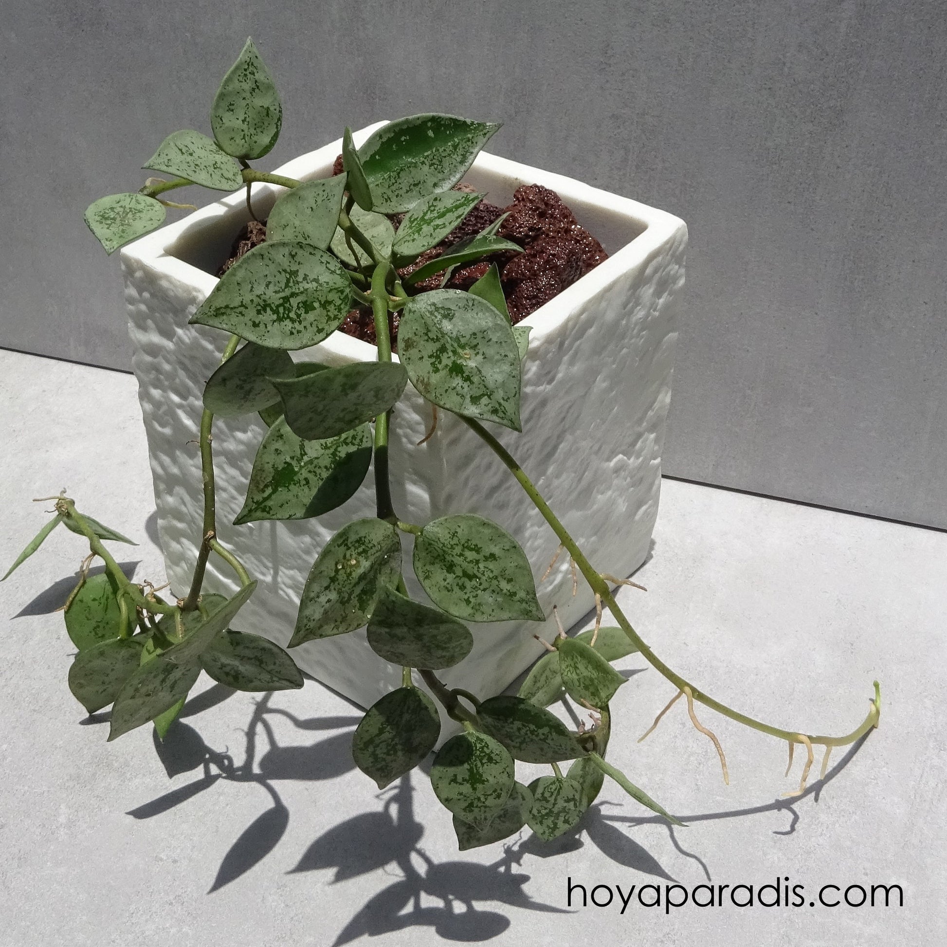 Bouture Hoya krohniana Eskimo hoyaparadis.com Guadeloupe