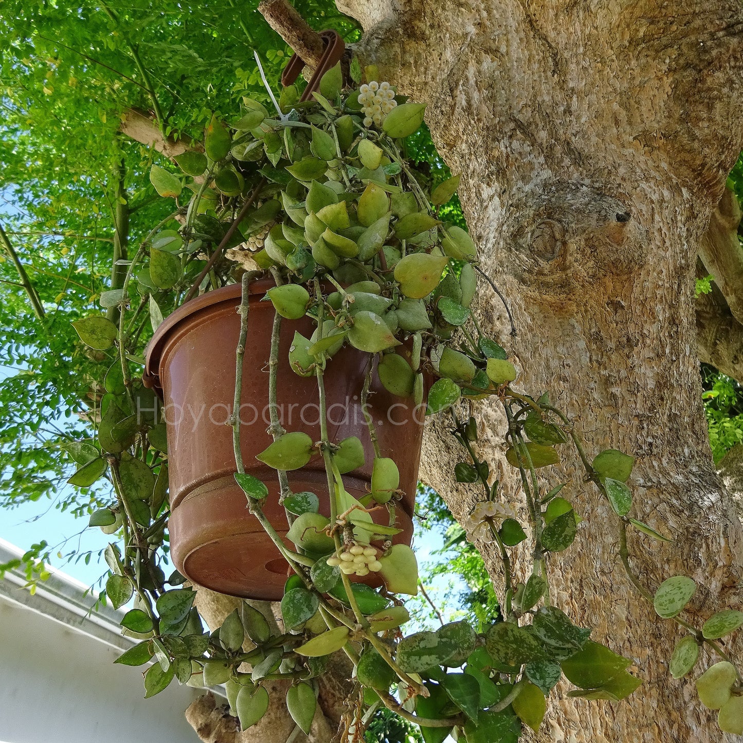Plante Hoya krohniana Eskimo Hoyaparadis.com Guadeloupe