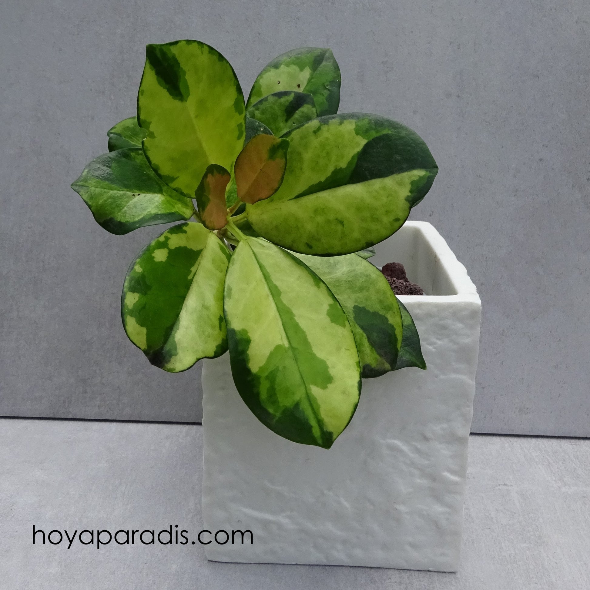 Bouture Hoya australis Lisa au feuillage original variegata et rose