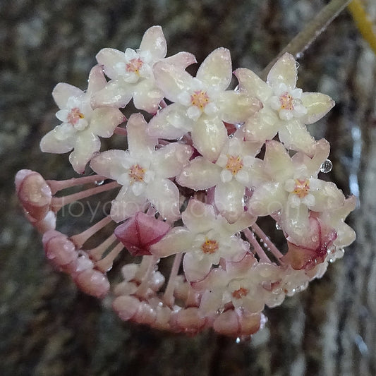 Fleur Hoya macrophylla variegata Hoyaparadis.com Guadeloupe