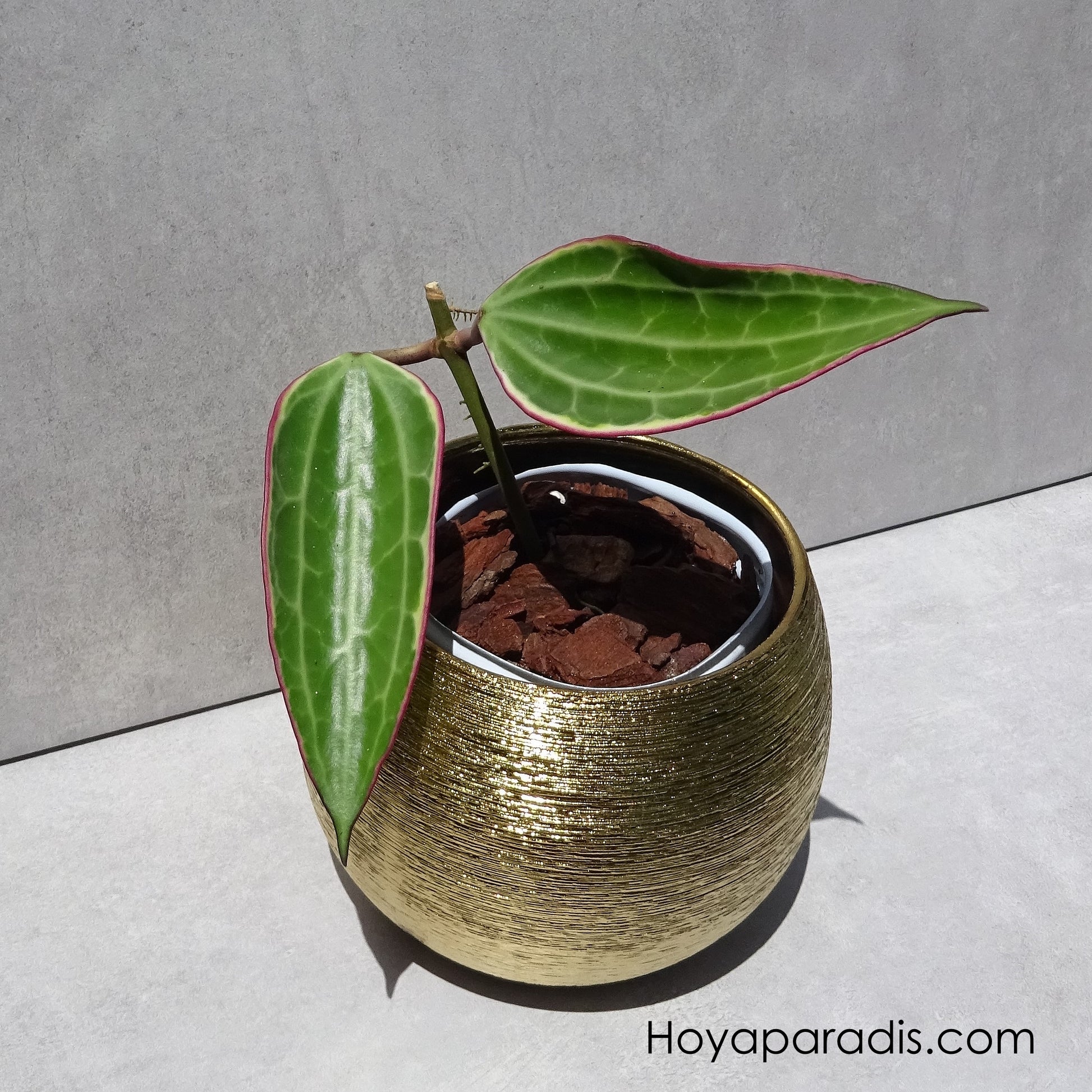 Bouture Hoya macrophylla variegata Hoyaparadis.com Guadeloupe