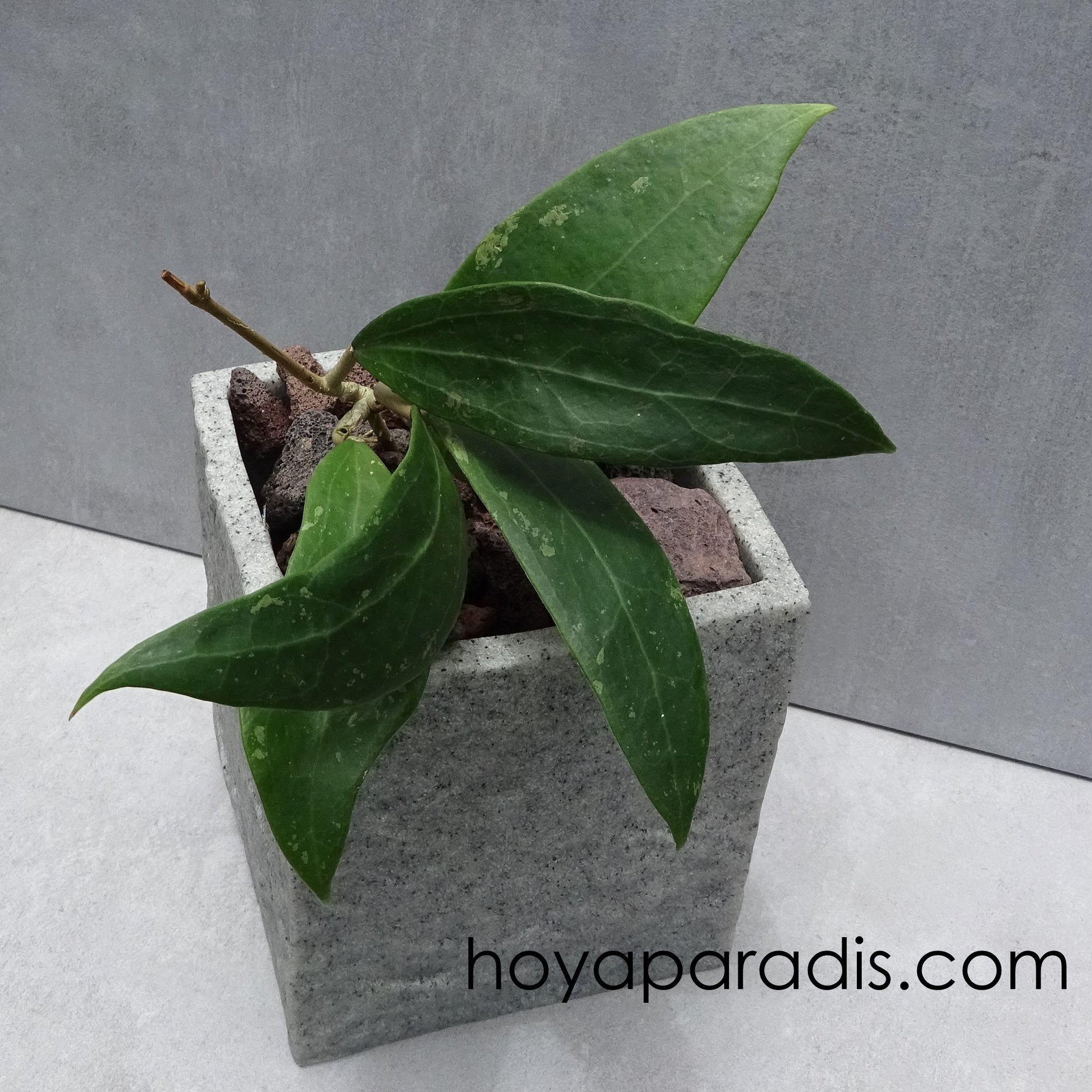 Bouture Hoya sp miari jaya 58 hoyaparadis.com Guadeloupe