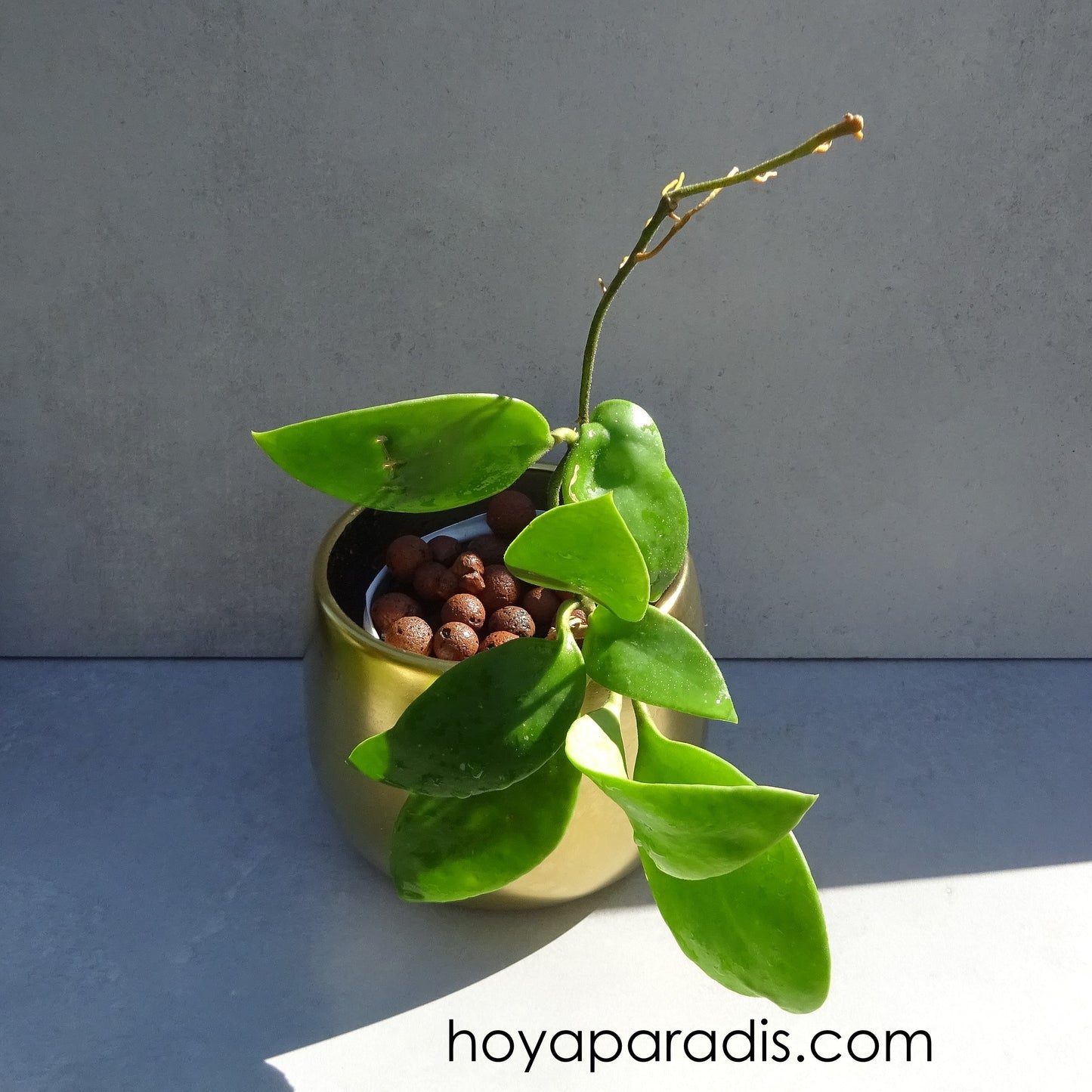 Hoya micrantha "big leaves" (rare) Hoyaparadis.com Guadeloupe