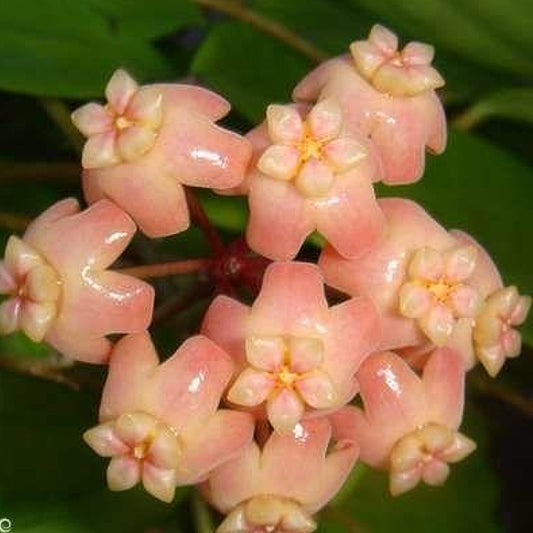 Fleur Hoya neoebudica hoyaparadis.com Guadeloupe