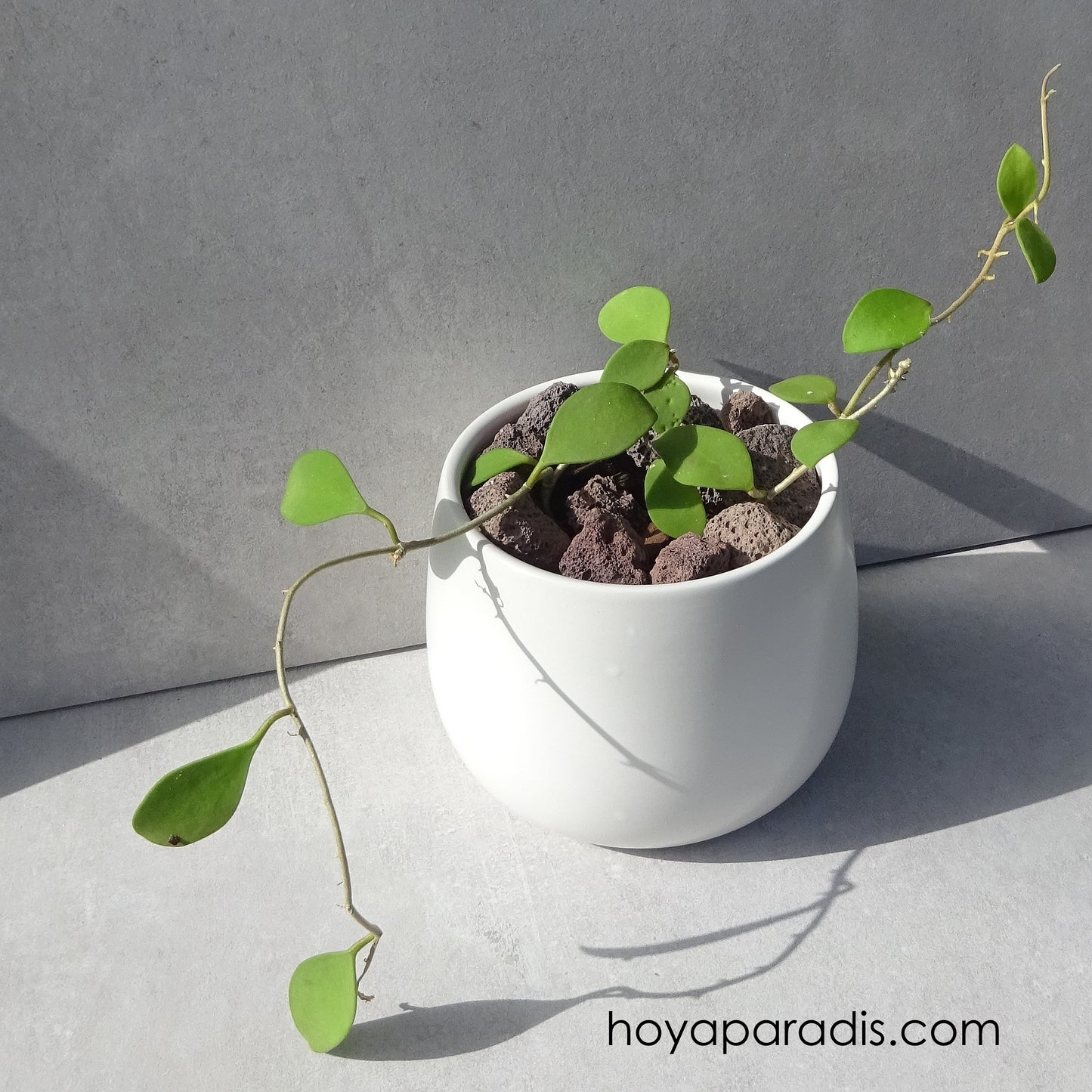 Bouture Hoya nummularioides pink corona hoyaparadis.com Guadeloupe