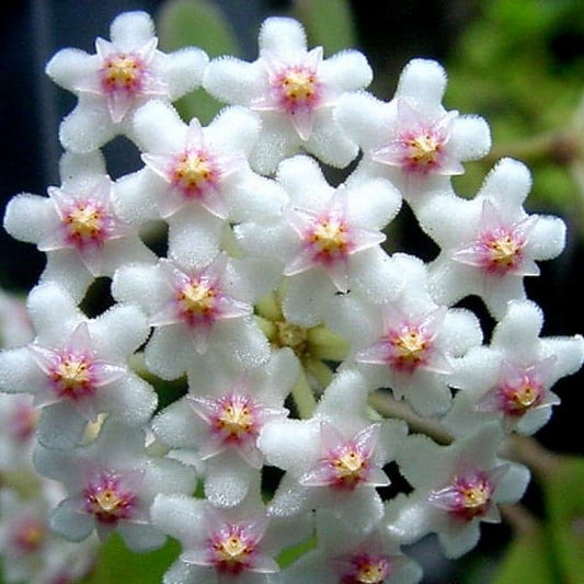 Fleur Hoya nummularioides pink corona Hoyaparadis.com Guadeloupe