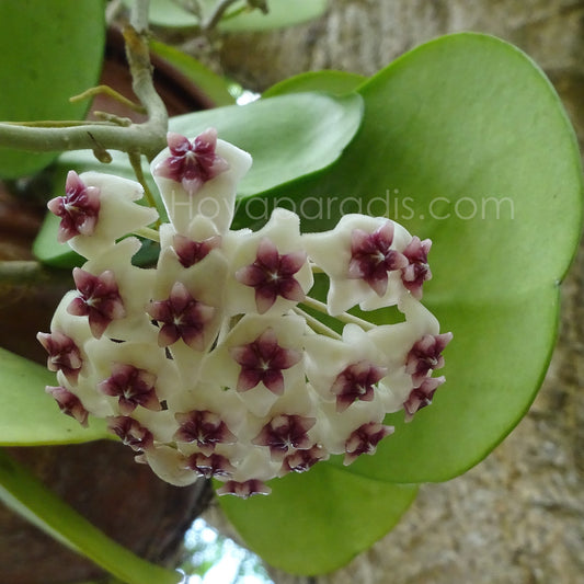 Fleur Hoya obovata Hoyaparadis.com Guadeloupe