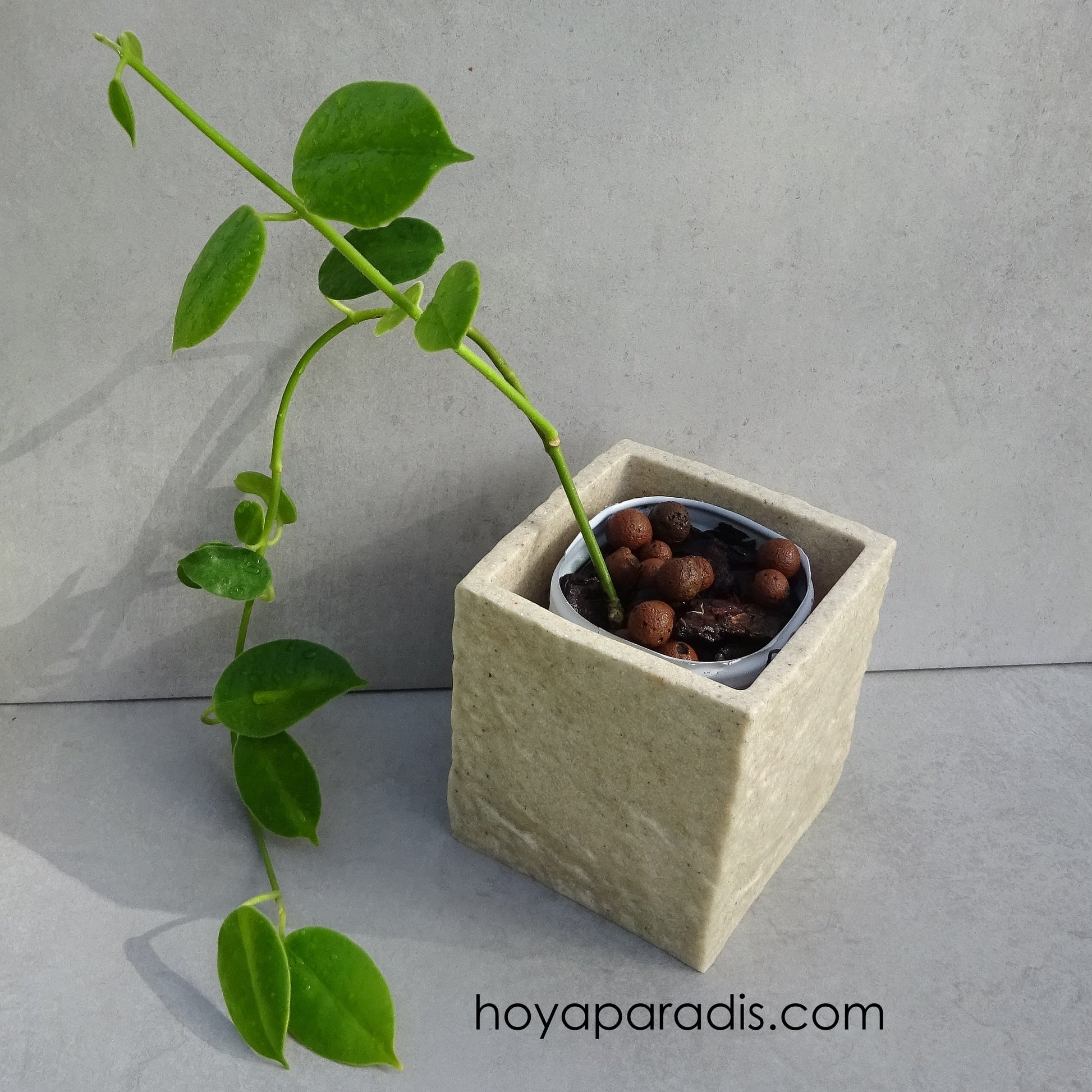 Bouture Hoya Eriostemma cv optimistic hoyaparadis.com 