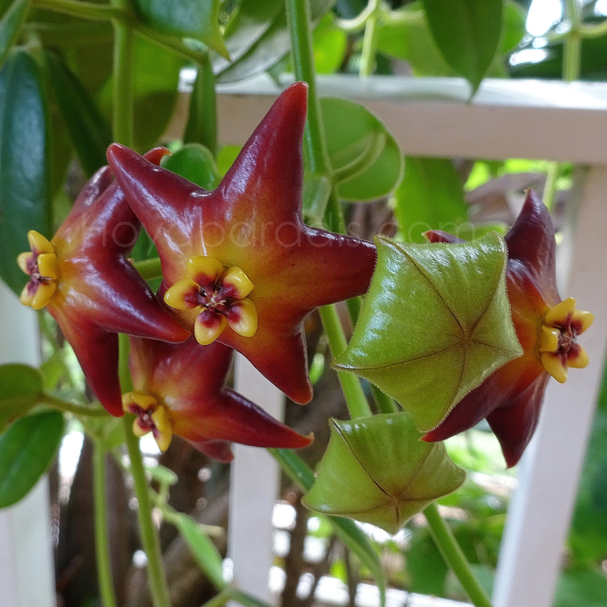 Fleur Hoya Eriostemma cv optimistic Hoyaparadis.com Guadeloupe