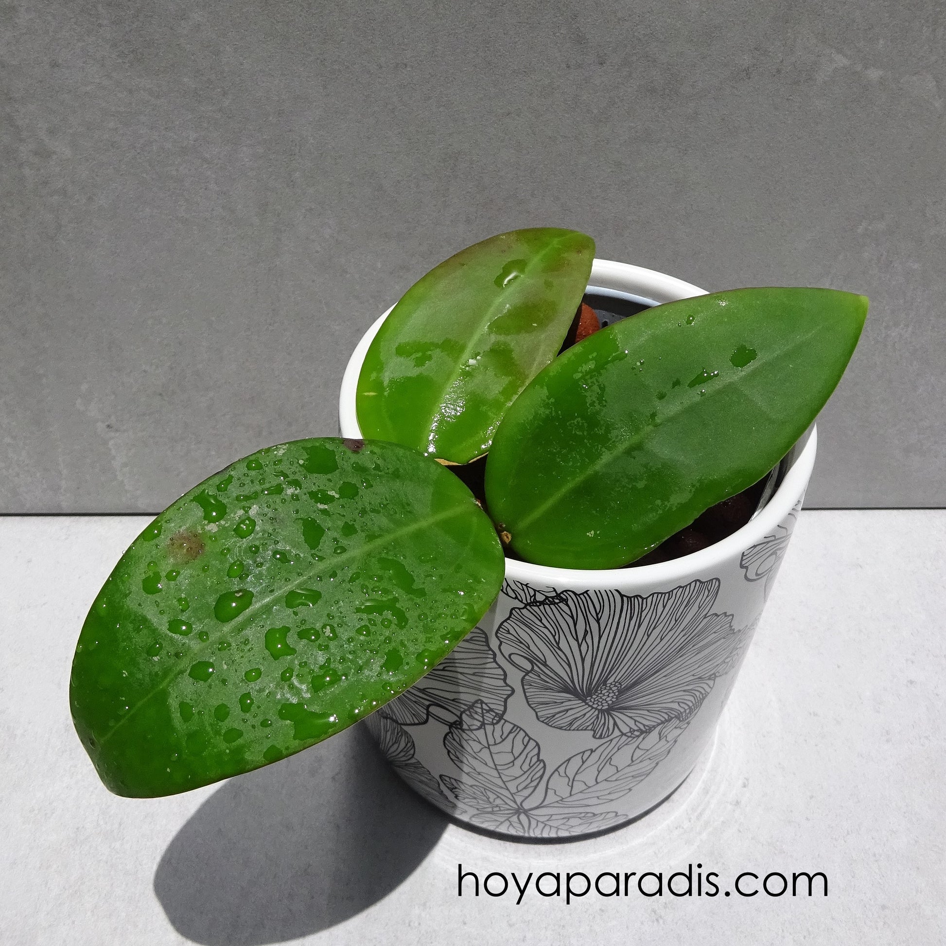 Bouture Hoya parasitica green flowers hoyaparadis.com Guadeloupe 
