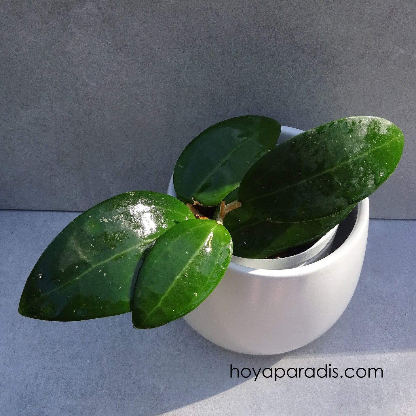 Bouture Hoya parasitica green flowers  – Hoya Paradis en Guadeloupe