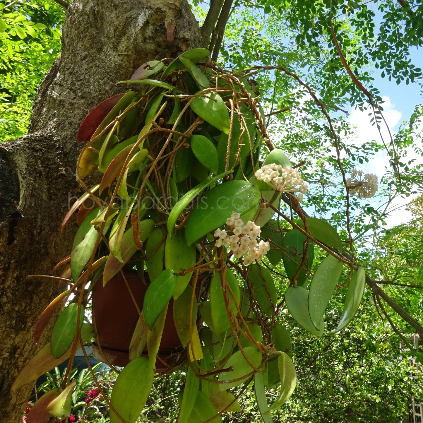 Plante Hoya parasitica green flowers  – Hoya Paradis en Guadeloupe