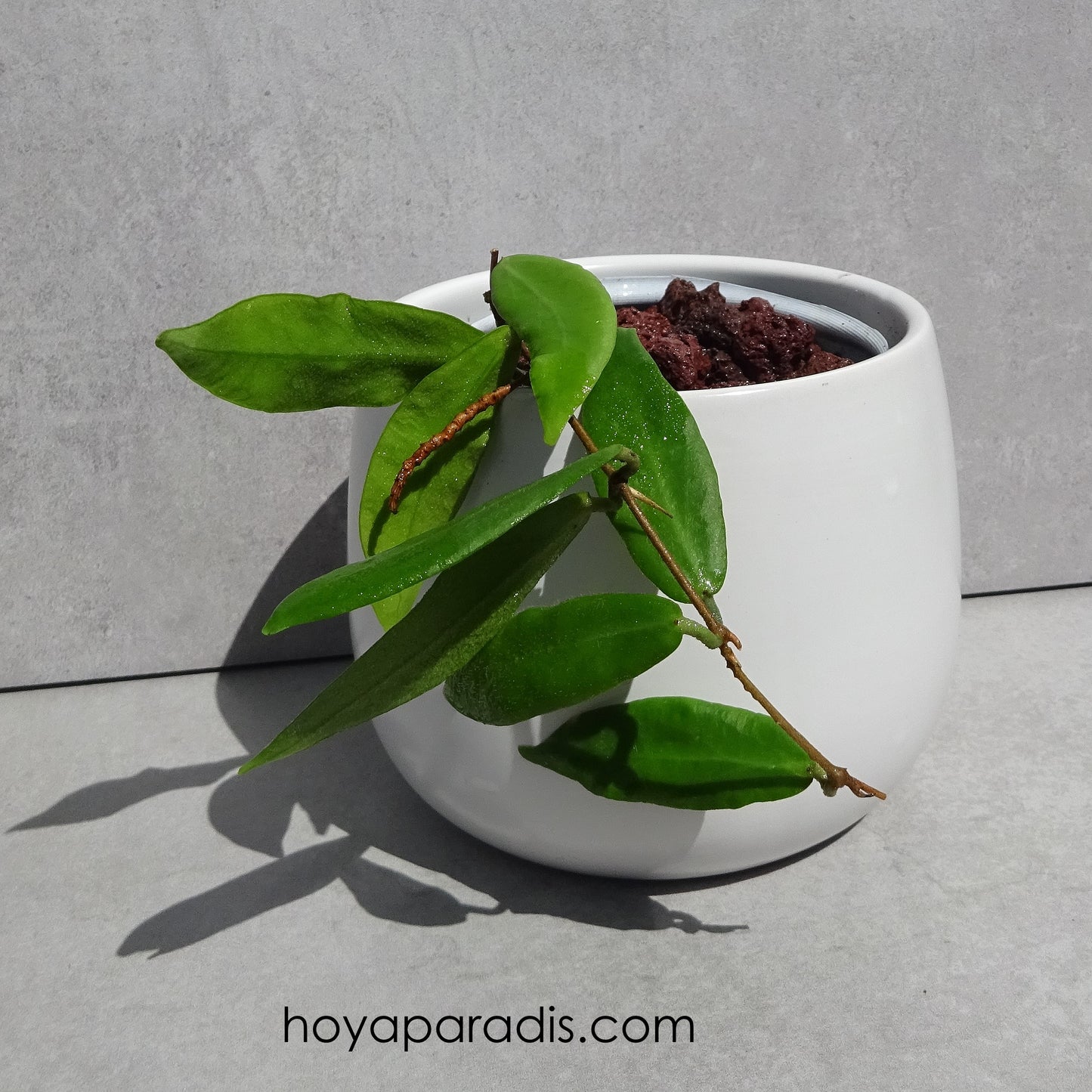 Bouture Hoya patella pink en pot – Hoya Paradis en Guadeloupe