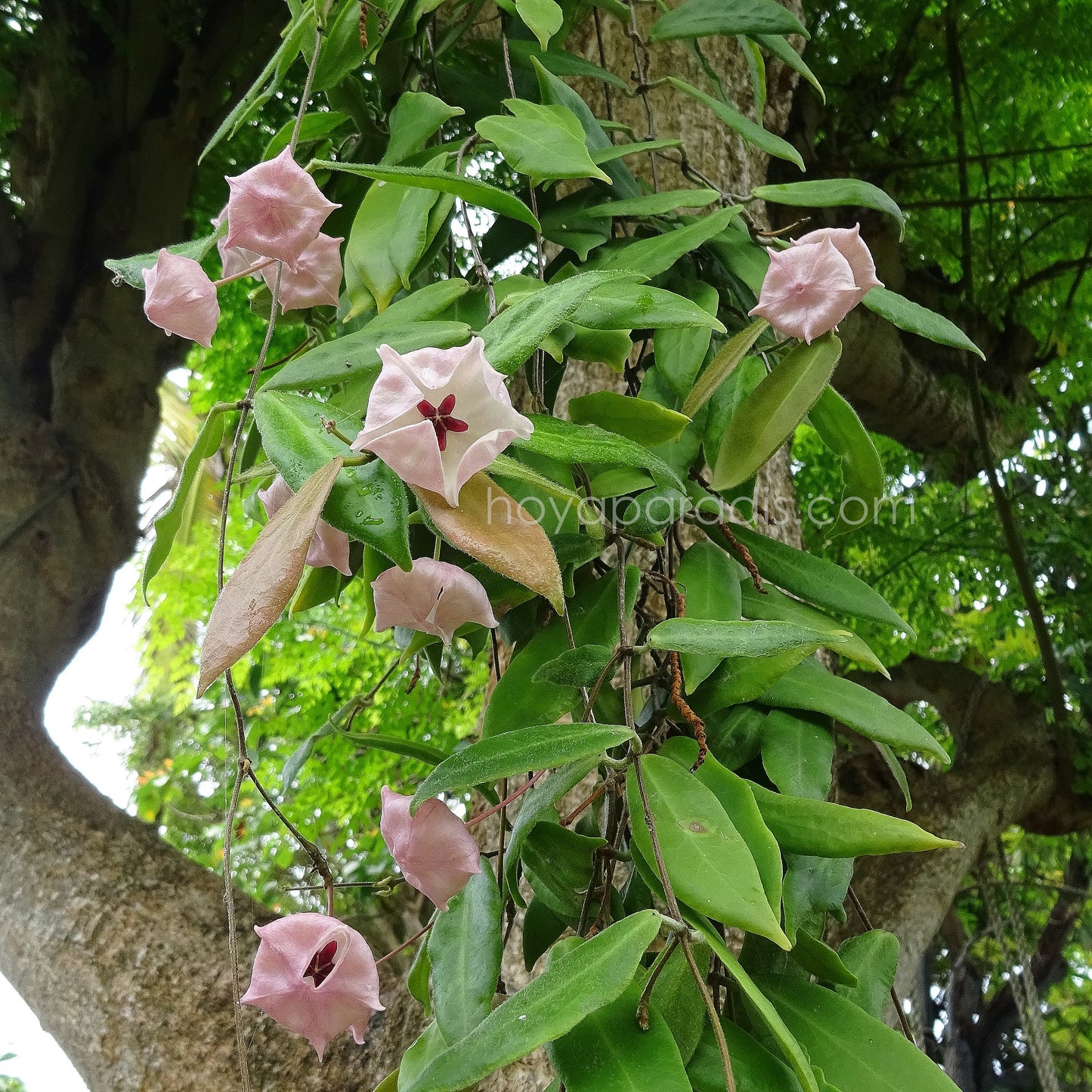 Plante hoya patella pink hoyaparadis.com Guadeloupe