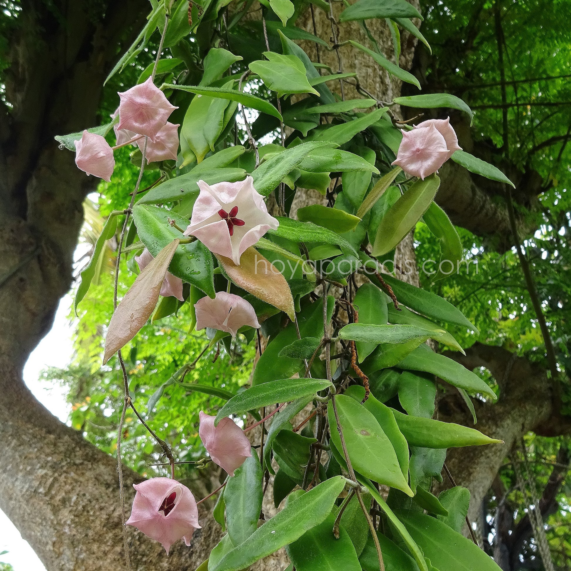 Plante hoya patella pink hoyaparadis.com Guadeloupe
