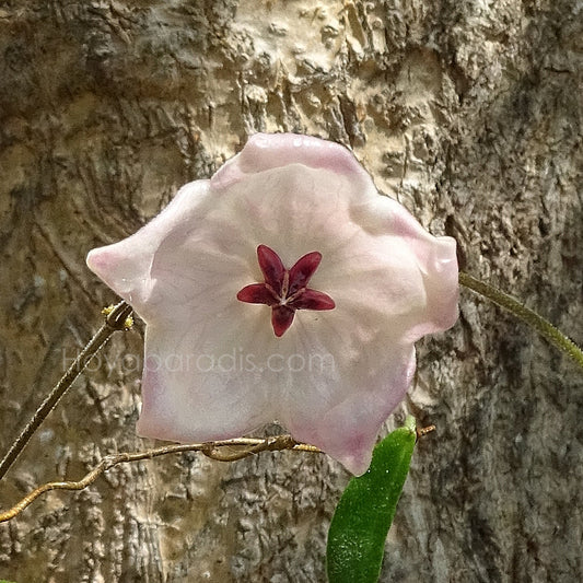 Fleur Hoya patella pink Hoyaparadis.com Guadeloupe
