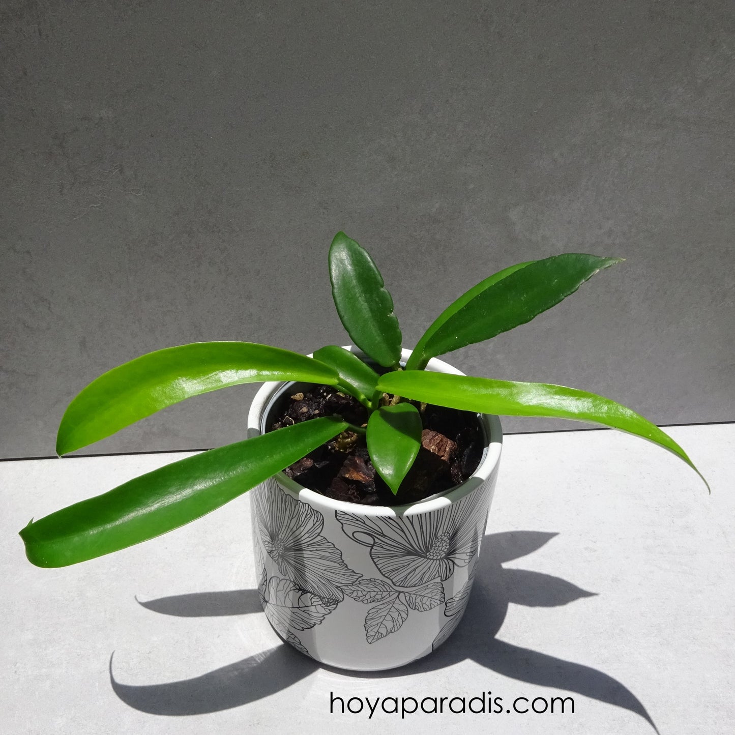Plante Hoya pubicalyx Pink Dragon hoyaparadis.com Guadeloupe