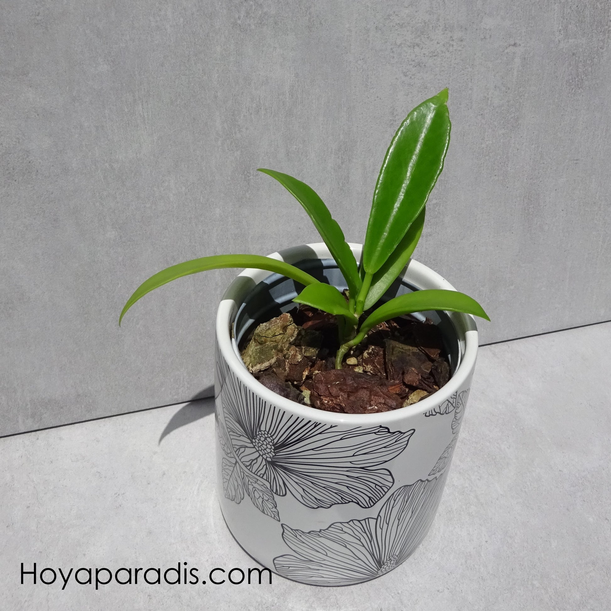 Bouture Hoya pubicalyx Pink Dragon Hoyaparadis.com Guadeloupe