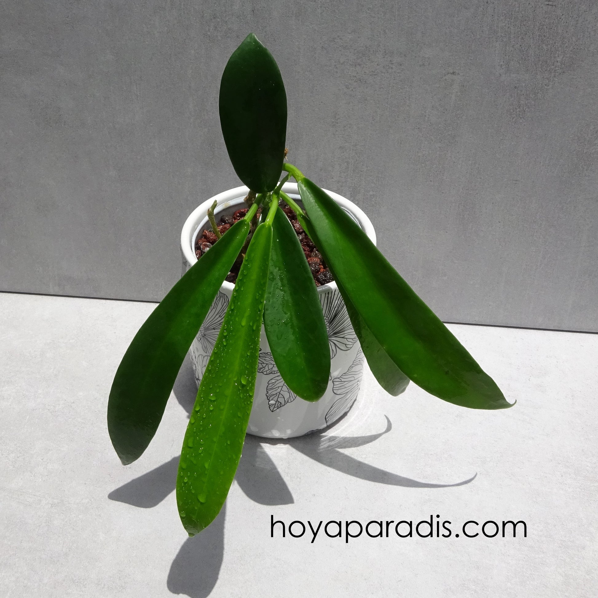 Bouture Hoya pubicalyx white dragon ou hoya celata hoyaparadis.com Guadeloupe