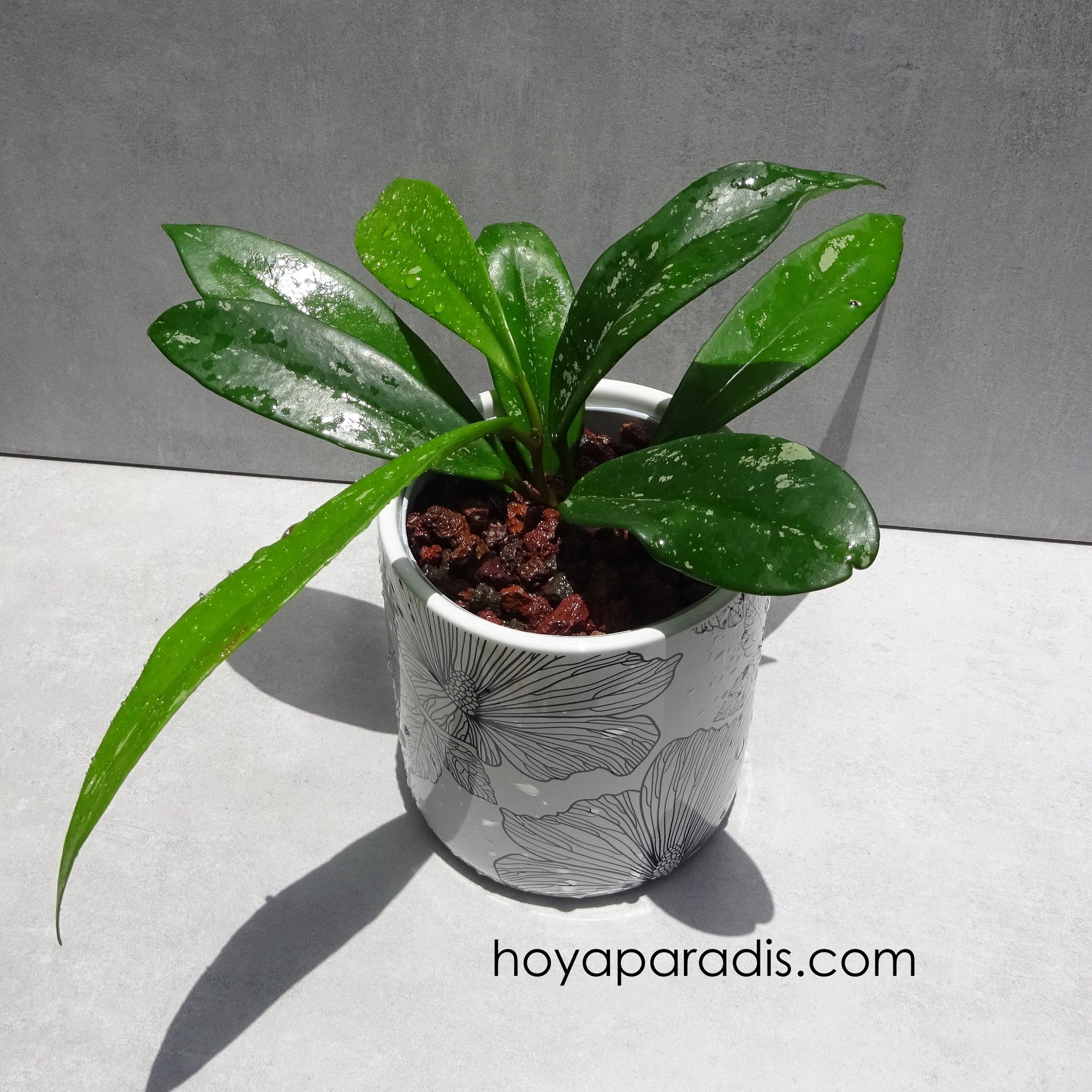 Bouture Hoya pubicalyx Red Buttons hoyaparadis.com Guadeloupe