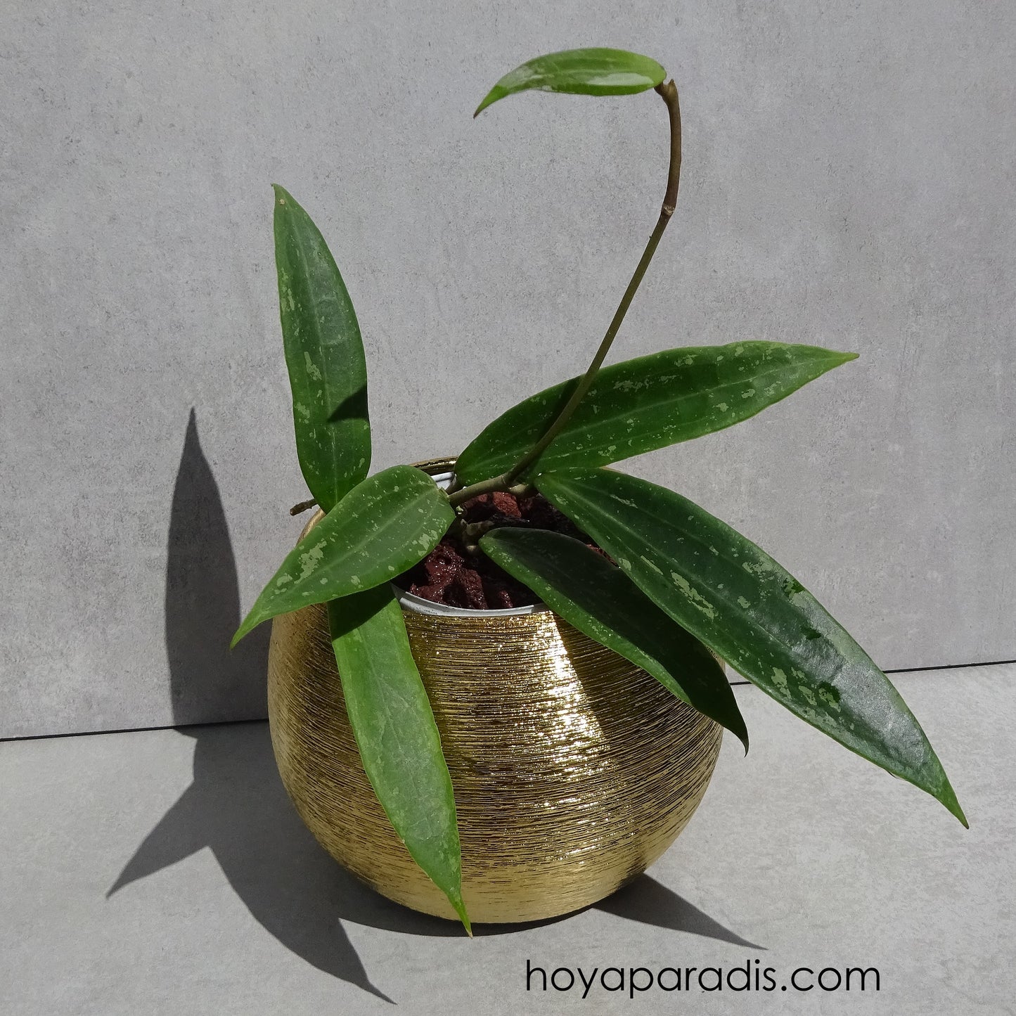 Bouture de Hoya sp Loei ou hoya sp Malaisie – Hoya Paradis en Guadeloupe