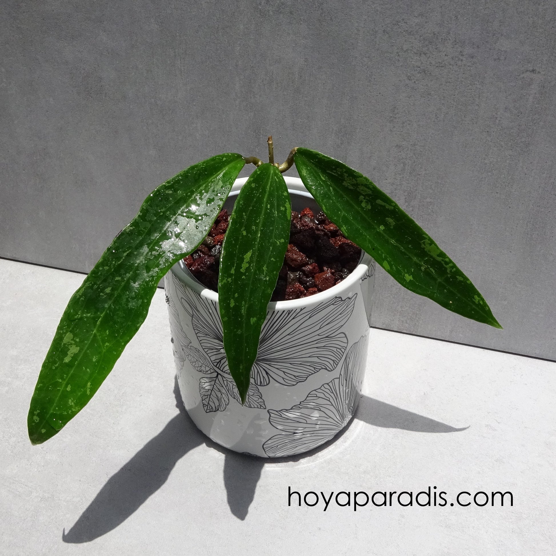 Bouture Hoya sp Loei ou hoya sp Malaisie hoyaparadis.com 