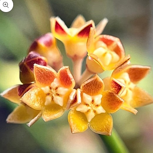 Fleur Hoya spartioïdes (difficile à trouver) hoyaparadis.com Guadeloupe