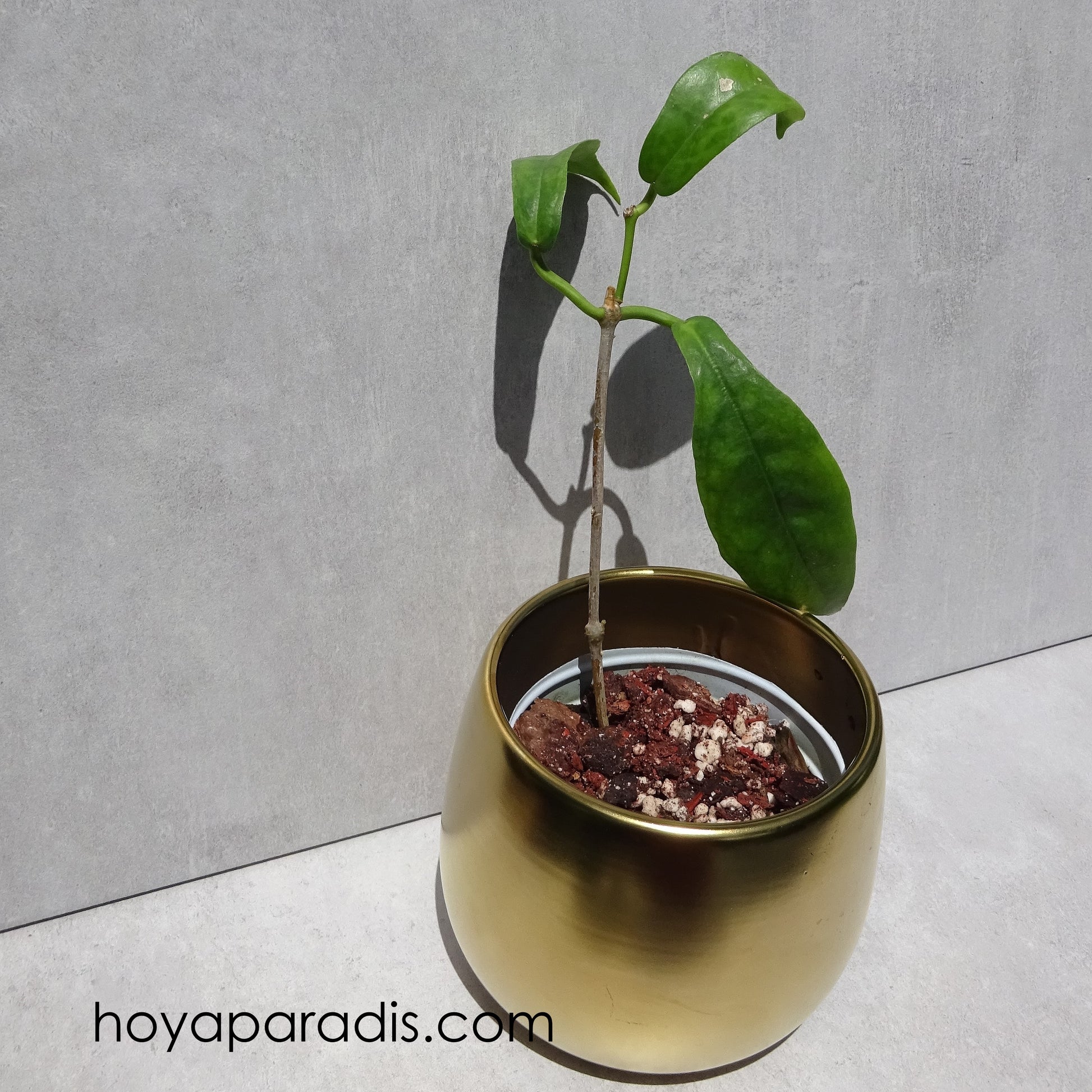 Bouture Hoya subcalva ou IML 404 (rare) hoyaparadis.com Guadeloupe