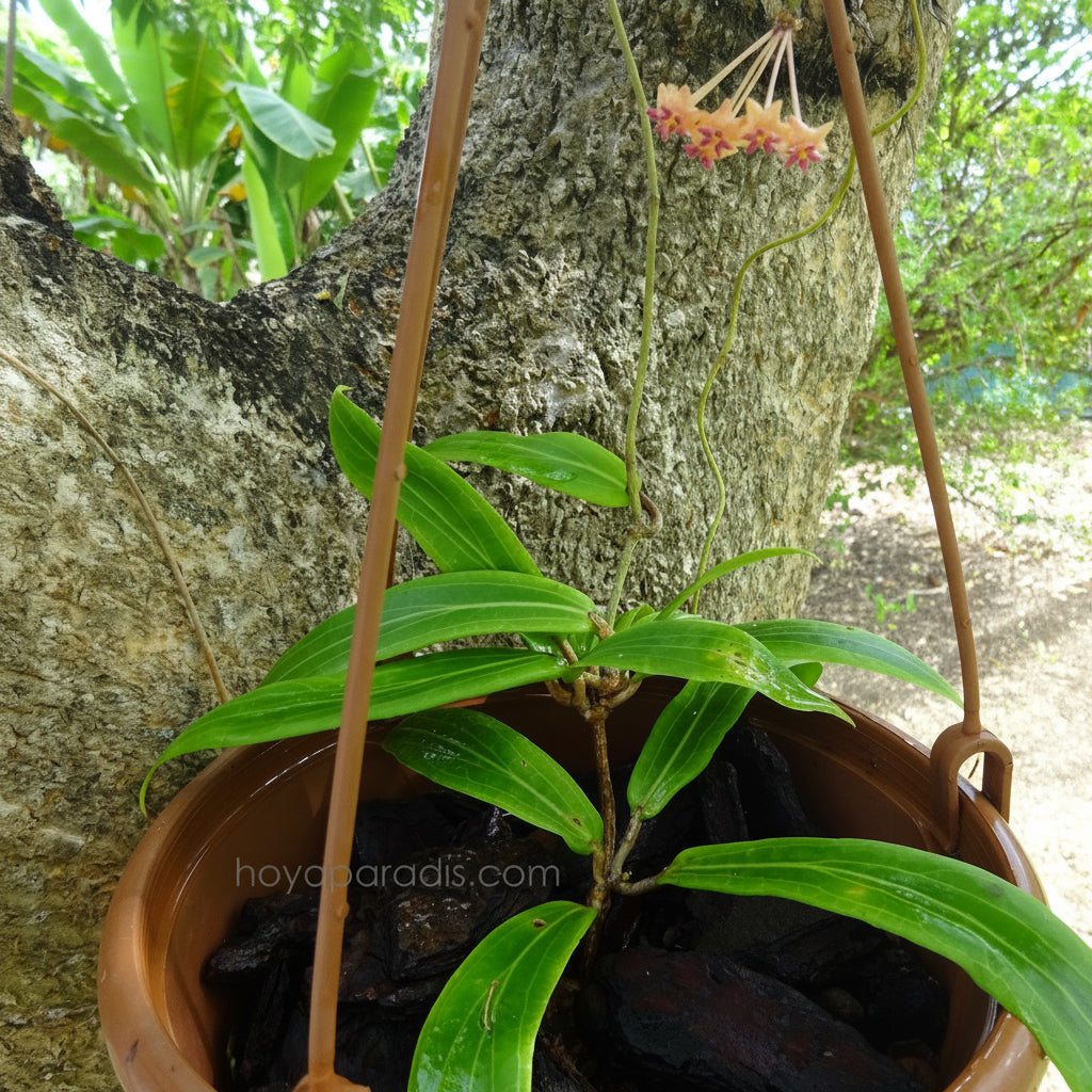 Plante Hoya valmayoriana (espèce Philippines IML 0831 – DMC 1622) – Hoya Paradis en Guadeloupe