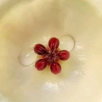 Fleur Hoya Wallichii (rare) hoyaparadis.com Guadeloupe