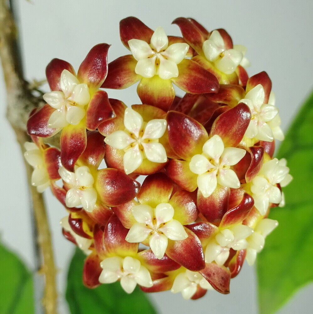 Fleur Hoya callistophylla long leaf hoyaparadis.com Guadeloupe