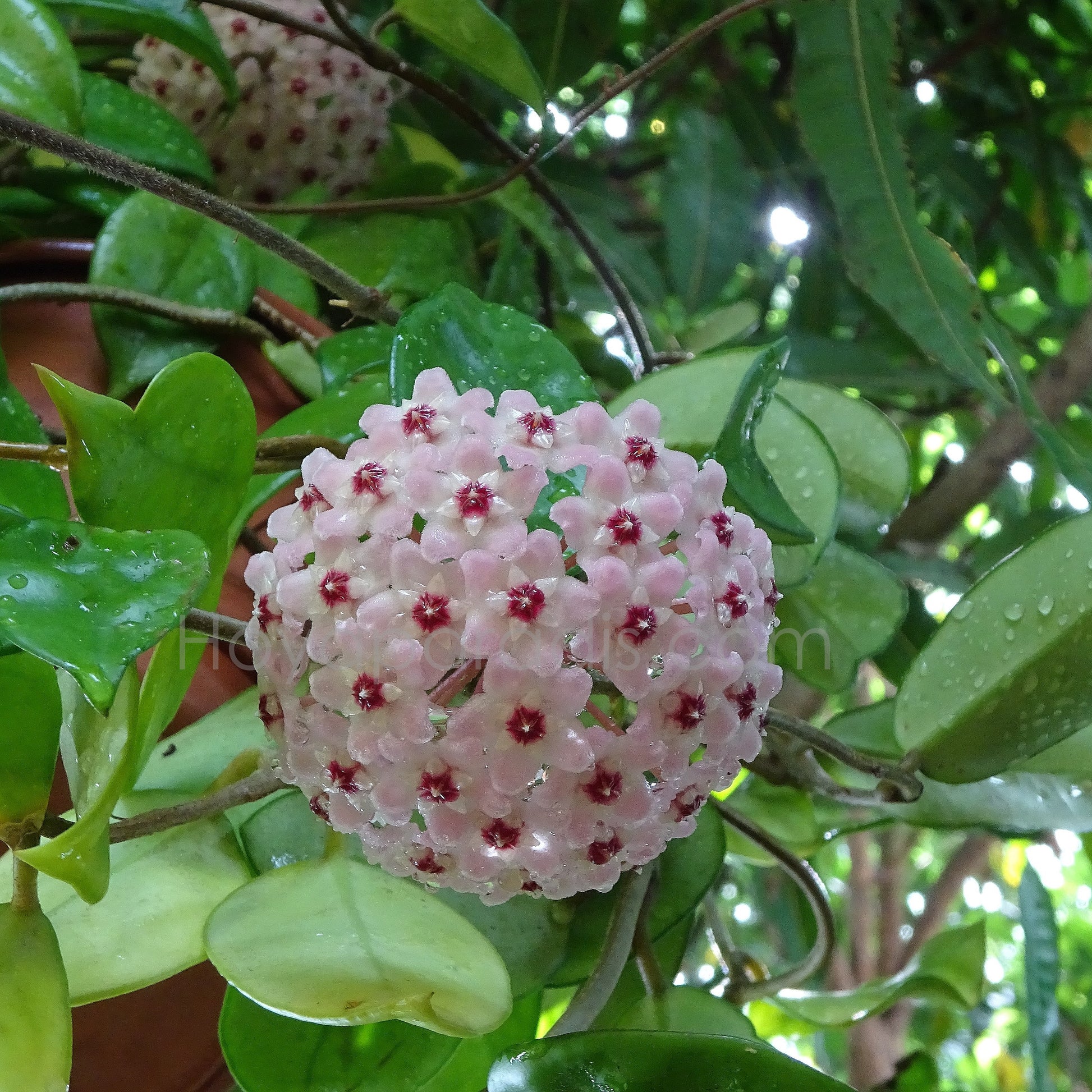 Fleur Hoya carnosa Krimson Queen Hoyaparadis.com Guadeloupe