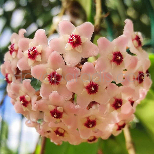 Fleur Hoya carnosa Krimson Queen Hoyaparadis.com Guadeloupe