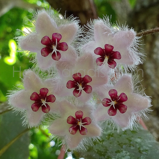 Fleur Hoya caudata  Sumatra Hoyaparadis.com Guadeloupe