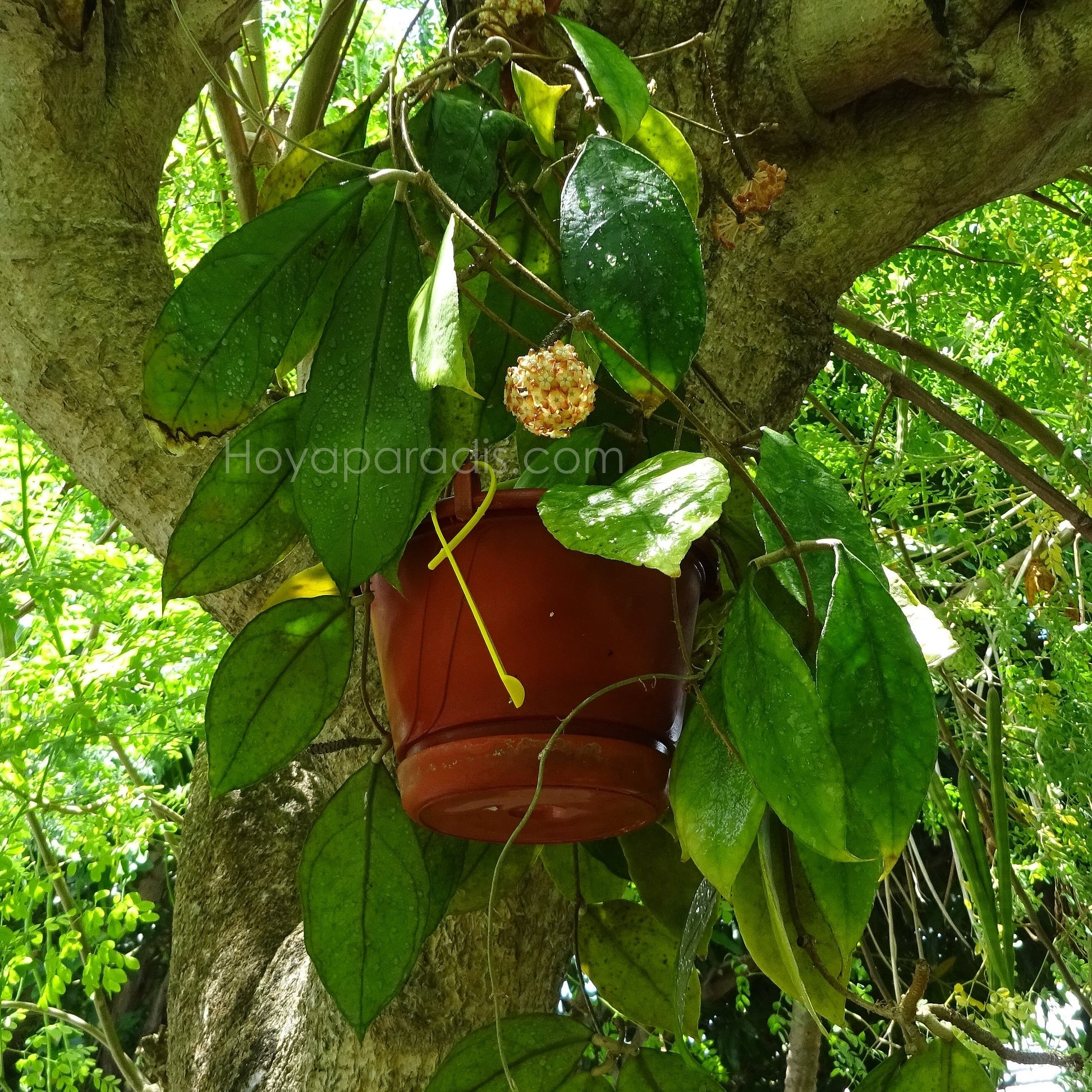 Plante Hoya sp Chicken Farm (Hoya finlaysonii x deykeae) Hoyaparadis.com Guadeloupe