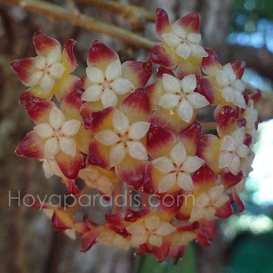 Fleur Hoya sp Chicken Farm (Hoya finlaysonii x deykeae) Hoyaparadis.com Guadeloupe