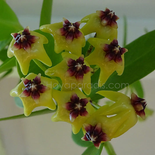 Fleur Hoya cumingiana Hoyaparadis.com Guadeloupe